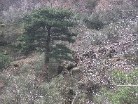 Monte_Cagliato - 20110220 015.jpg